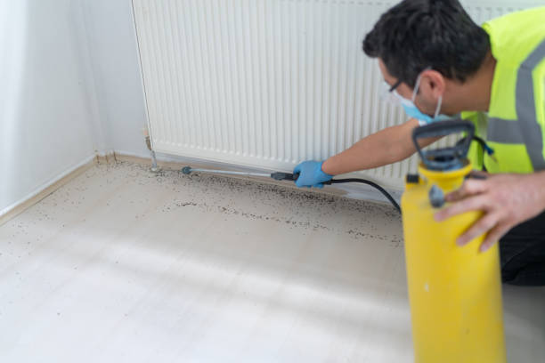 Best Termite Control Services  in Enochville, NC
