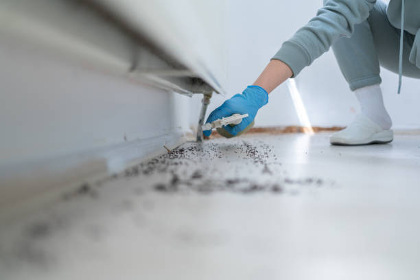 Best Mosquito Control Services  in Enochville, NC